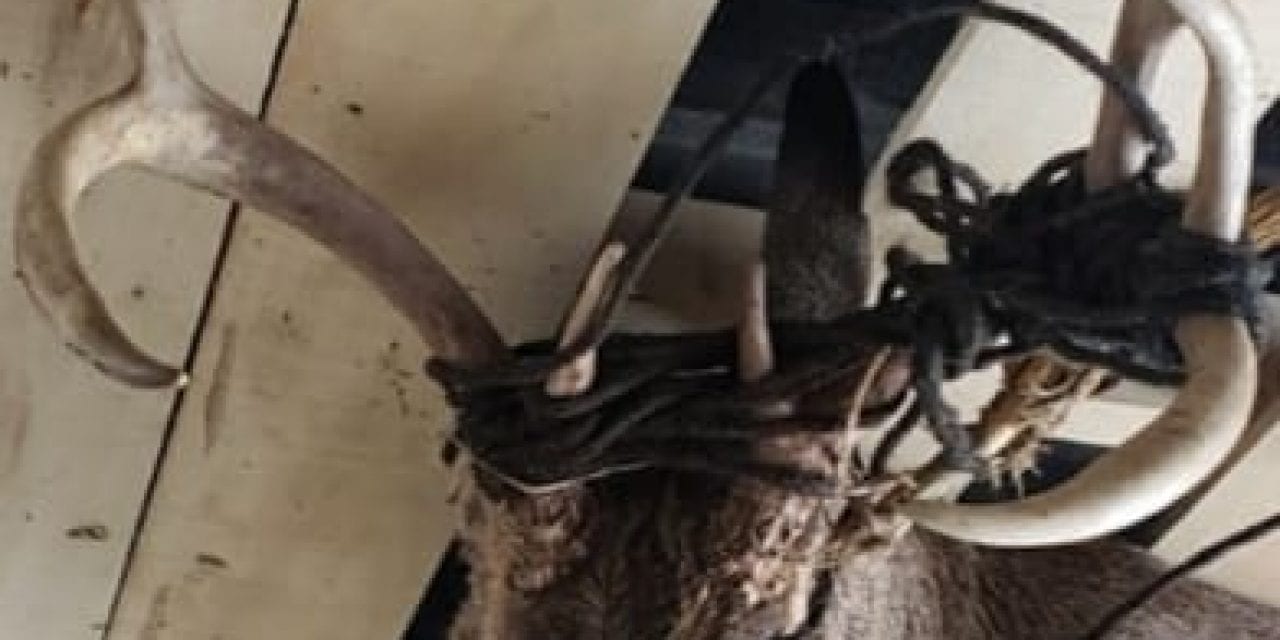 The Rope Buck