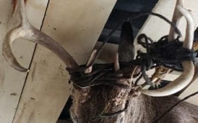The Rope Buck