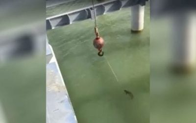 This Guy Actually Landed a 5-Pounder With a Construction Crane