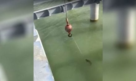 This Guy Actually Landed a 5-Pounder With a Construction Crane