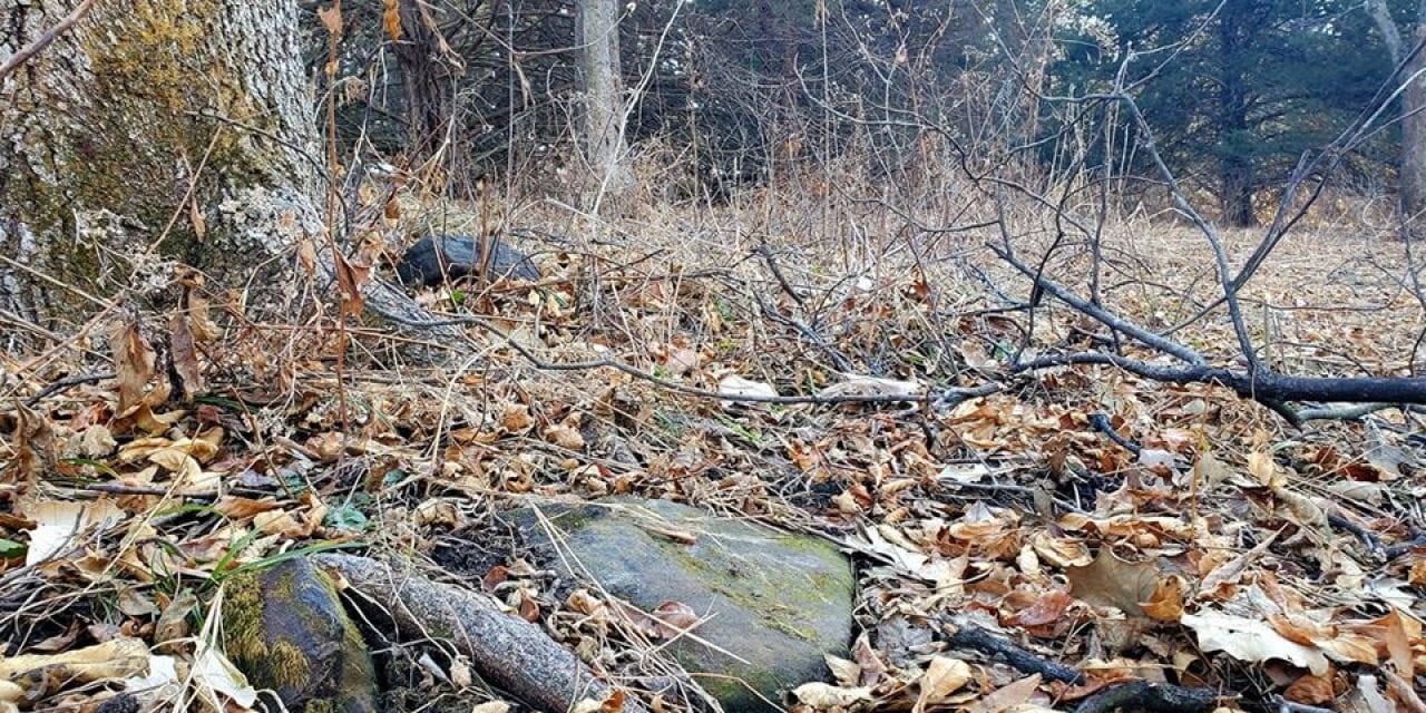 What are those rocks in my deer woods?