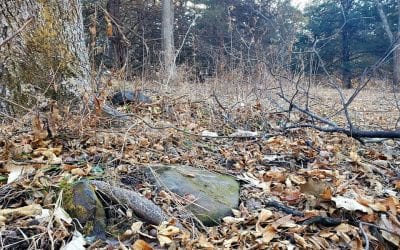What are those rocks in my deer woods?
