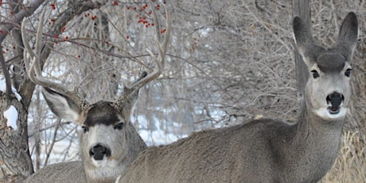 What to Take From the BBC’s “Are American Hunters an Endangered Species?”