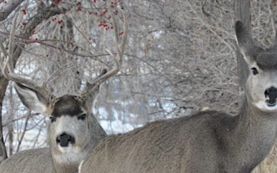 What to Take From the BBC’s “Are American Hunters an Endangered Species?”