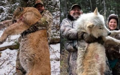 Wolf Picture Sparks Angry Comments, From Both Hunters and Anti-Hunters