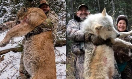 Wolf Picture Sparks Angry Comments, From Both Hunters and Anti-Hunters