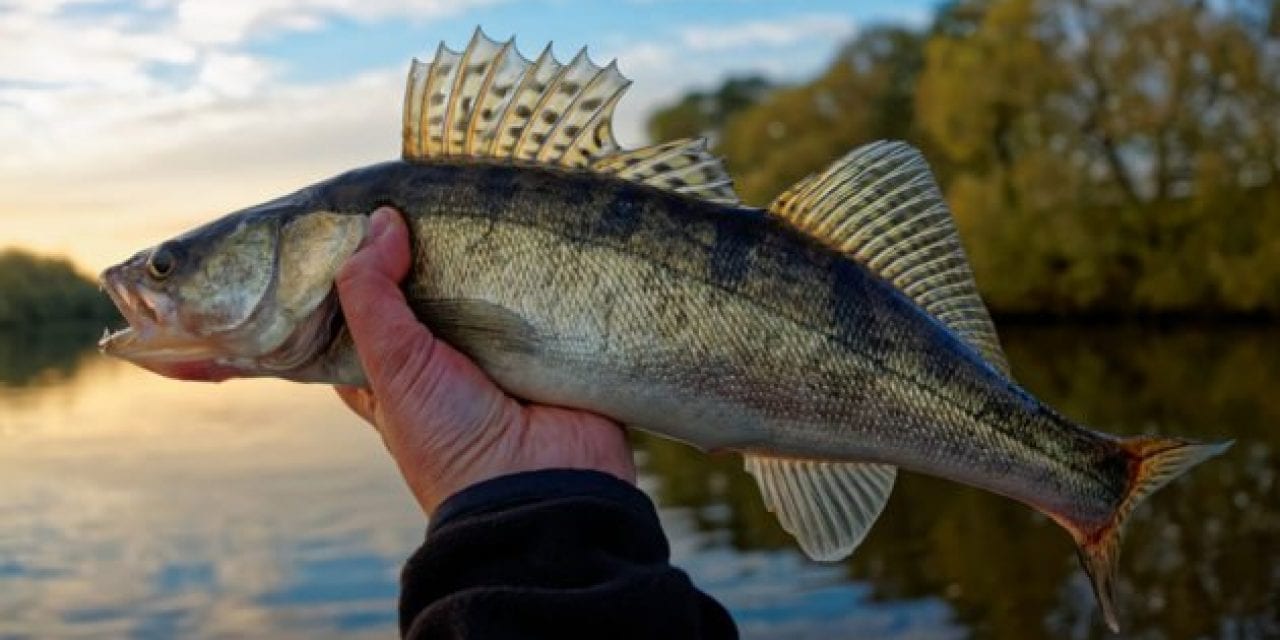 5 Spring Walleye Fishing Tips That Could Make the Difference