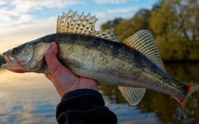 5 Spring Walleye Fishing Tips That Could Make the Difference