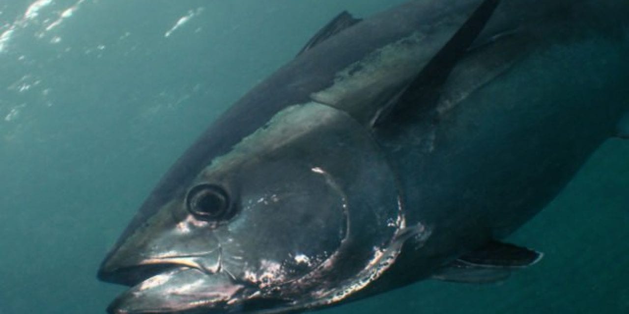 708-Pound Bluefin Tuna Should Destroy the Previous Virginia Record