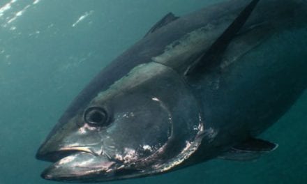 708-Pound Bluefin Tuna Should Destroy the Previous Virginia Record