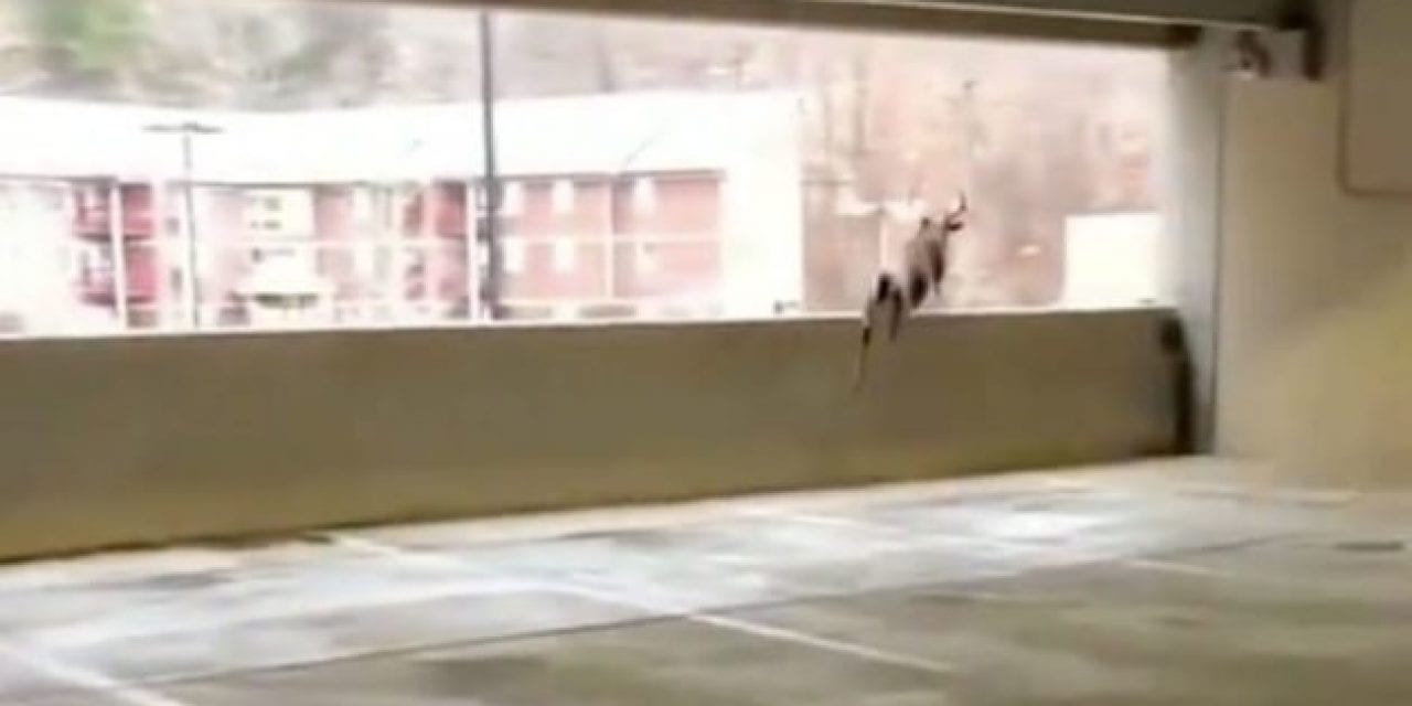 8-Point Jumps From Second Floor of Parking Garage