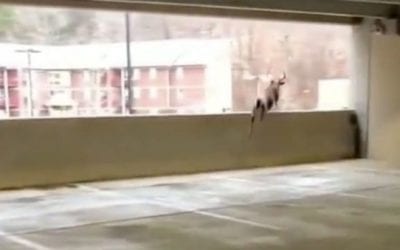 8-Point Jumps From Second Floor of Parking Garage