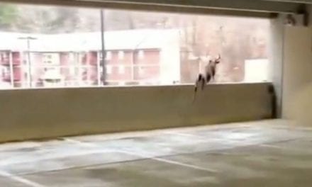 8-Point Jumps From Second Floor of Parking Garage