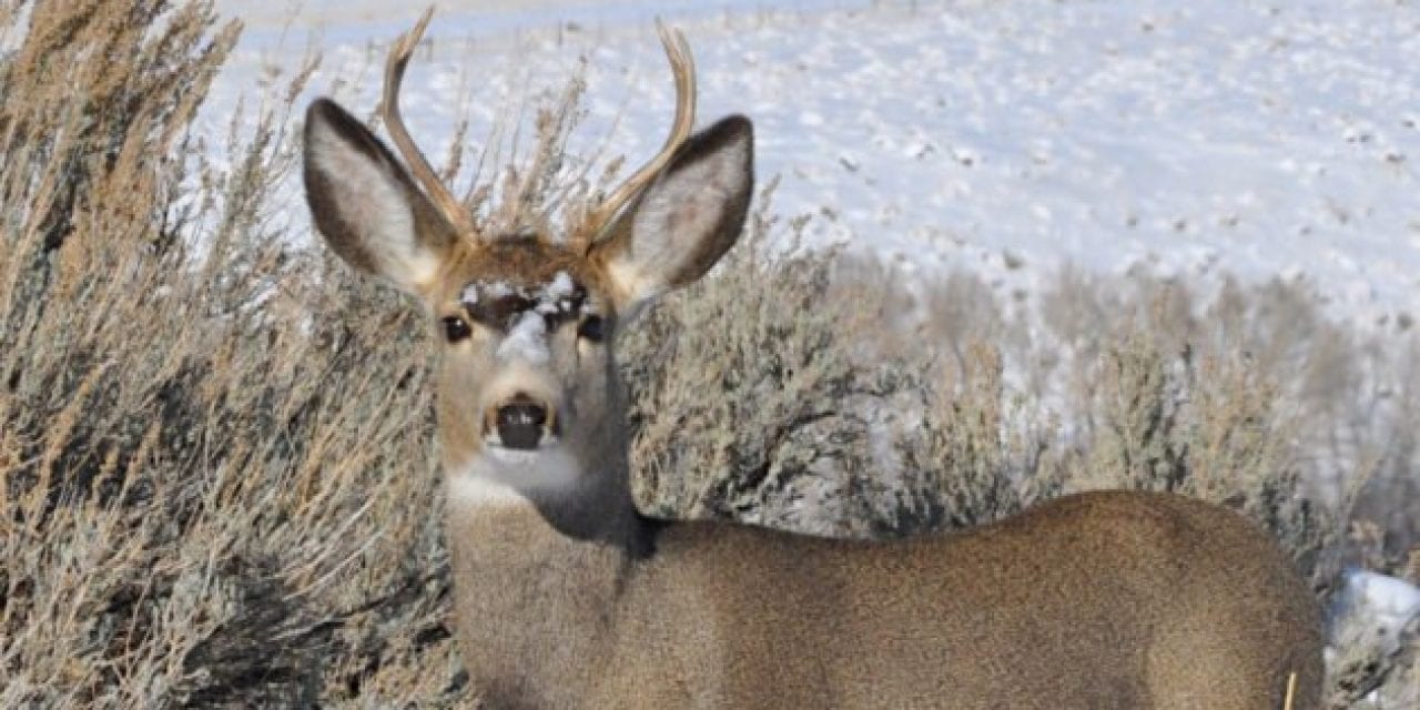 Black Hills Facing CWD Increase After Years of Stability