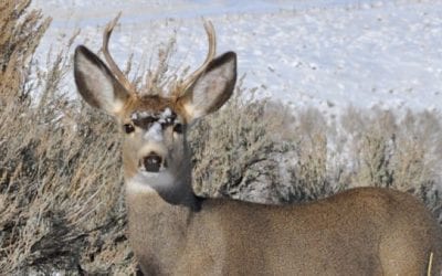 Black Hills Facing CWD Increase After Years of Stability