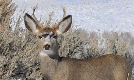 Black Hills Facing CWD Increase After Years of Stability