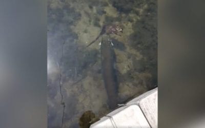 Boys Fishing on Grandma’s Dock Film a Muskie Eating a Muskrat