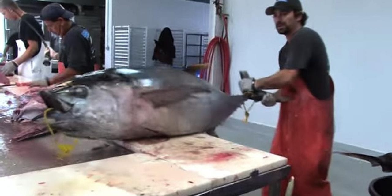 Butcher Can Fillet a 150-Pound Tuna in Only 2 Minutes