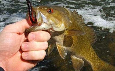 Everything You Need to Know About Fishing for Bass in the WInter