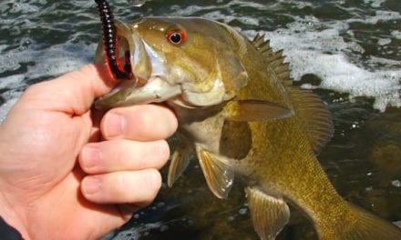 Everything You Need to Know About Fishing for Bass in the WInter