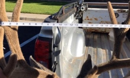 Extra Half-Inch of Antler Leads to Felony for Utah Poacher