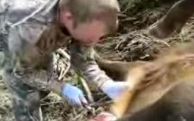 Guy Fails at Field Dressing a Large Elk