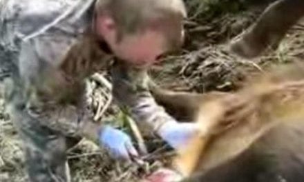 Guy Fails at Field Dressing a Large Elk