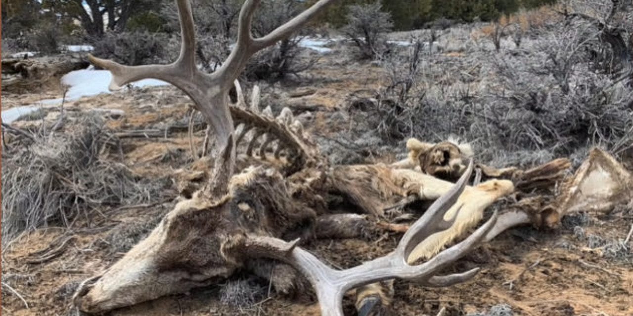 Guy Finds a Huge Deadhead Buck That He Has to Leave Behind