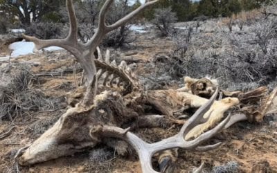 Guy Finds a Huge Deadhead Buck That He Has to Leave Behind