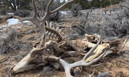 Guy Finds a Huge Deadhead Buck That He Has to Leave Behind