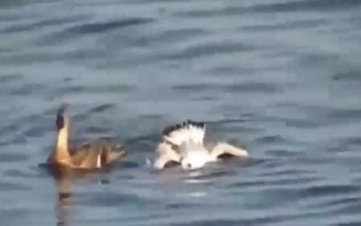 Hen Mallard Attacks Marauding Seagull