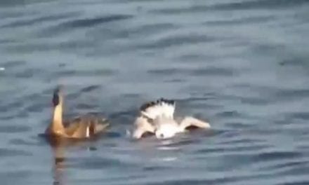 Hen Mallard Attacks Marauding Seagull