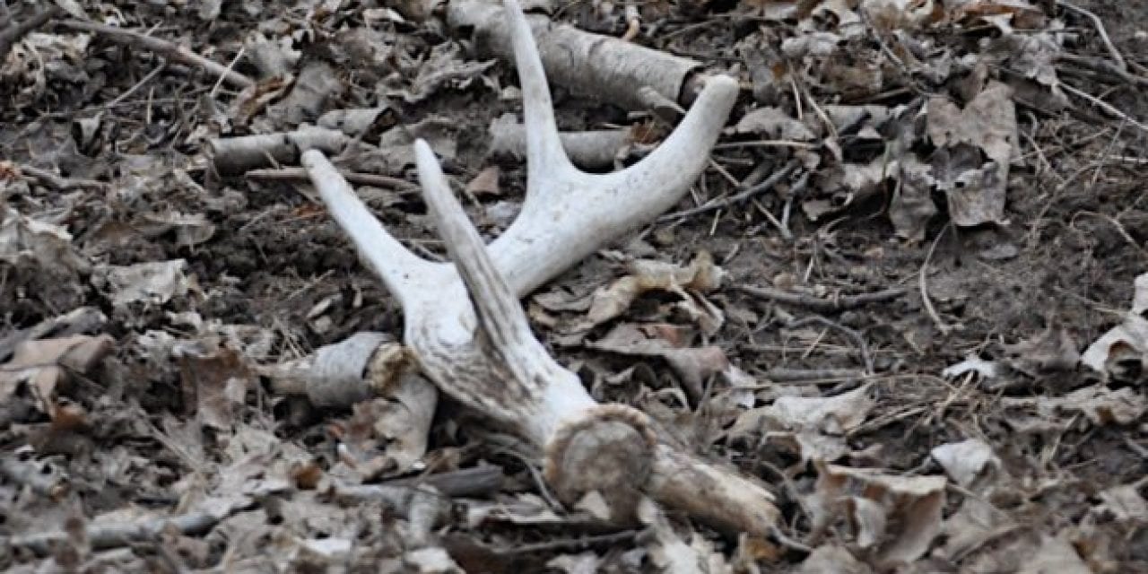 Here are the 8 Distinct Types of Shed Hunting Personalities