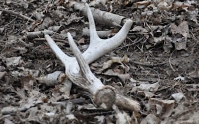 Here are the 8 Distinct Types of Shed Hunting Personalities