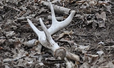 Here are the 8 Distinct Types of Shed Hunting Personalities