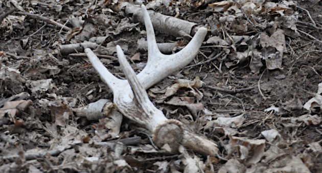 Types of Shed Hunters