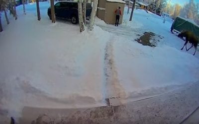 Here’s How to Avoid a One-Antlered Moose