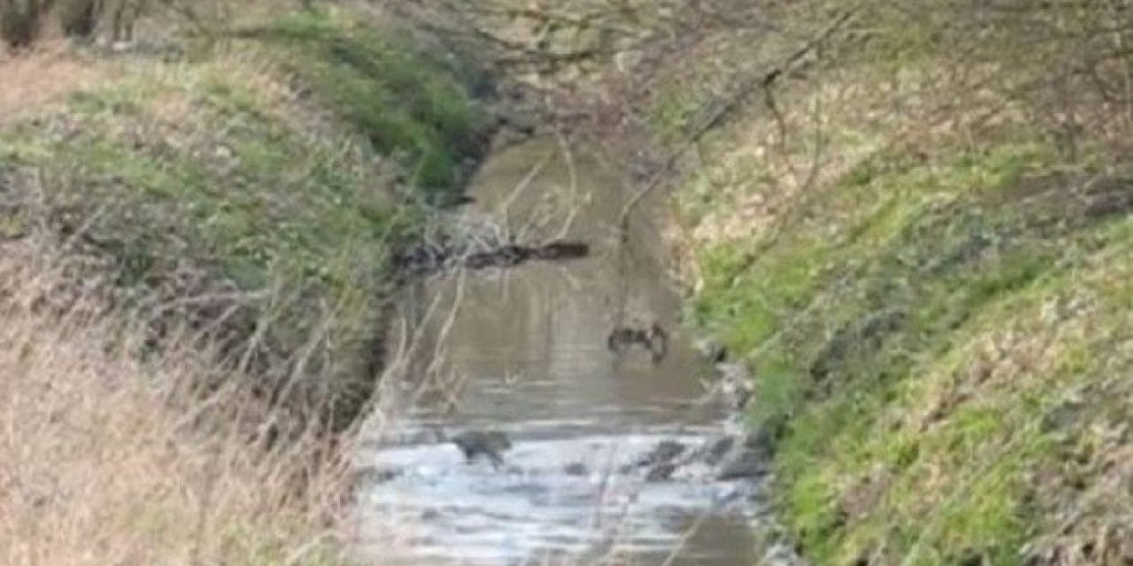 Huge Group of Wild Hogs Looks Just Like Bacon Target Practice