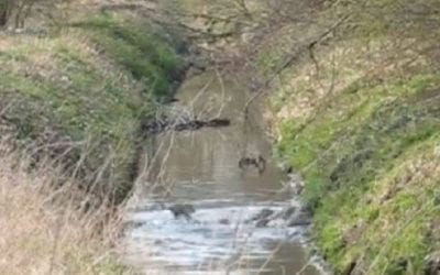 Huge Group of Wild Hogs Looks Just Like Bacon Target Practice