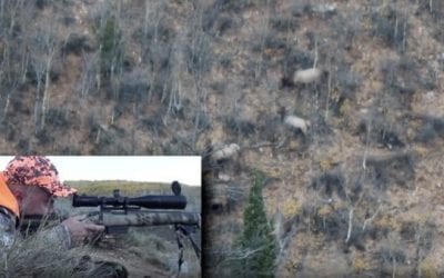 Hunter Shoots Elk From 875 Yards With .308