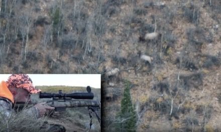 Hunter Shoots Elk From 875 Yards With .308
