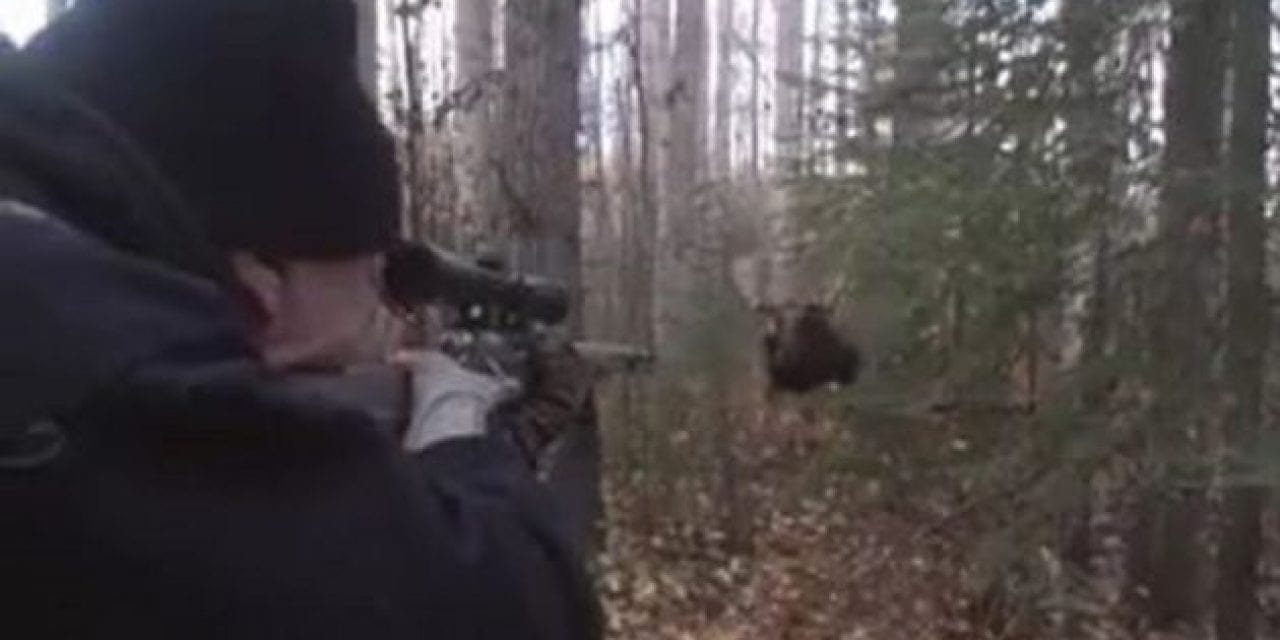 Hunter Squeezes Trigger on Charging Bull Moose