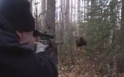 Hunter Squeezes Trigger on Charging Bull Moose