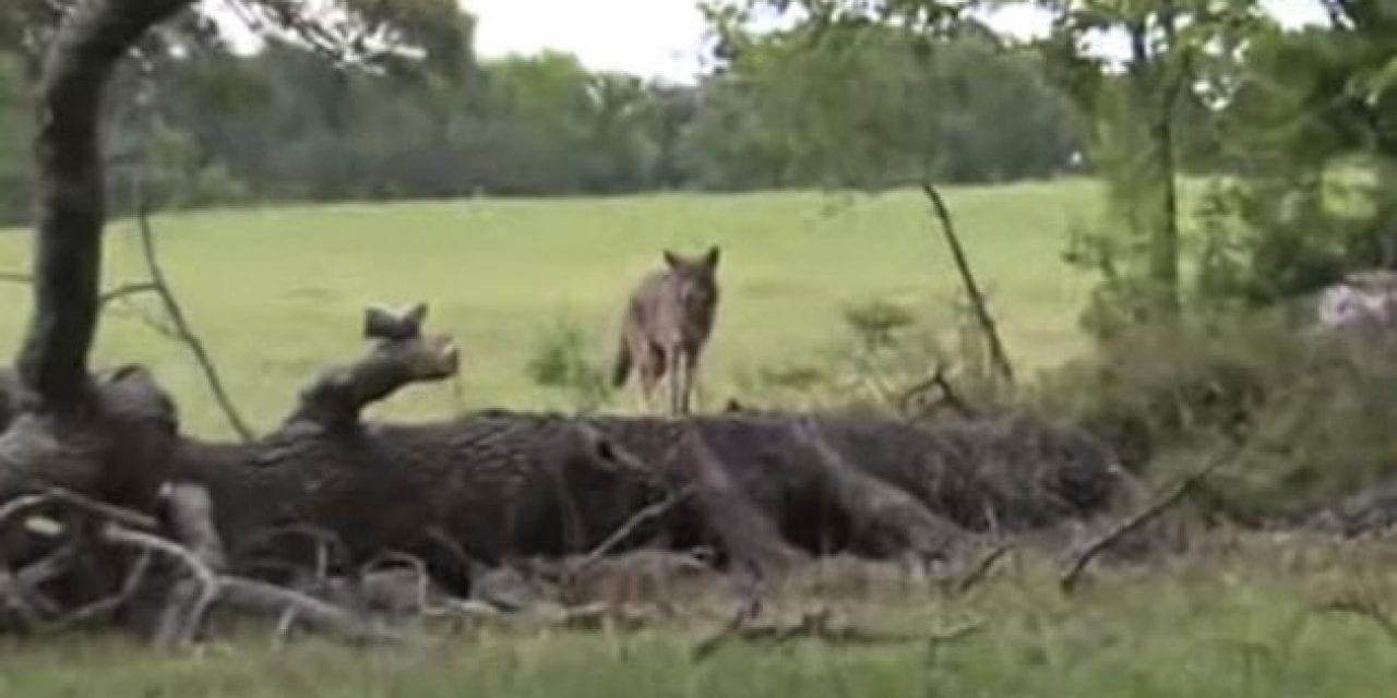 Hunter Takes Coyote Down With Tracer to the Head