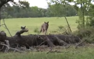 Hunter Takes Coyote Down With Tracer to the Head