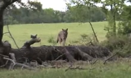 Hunter Takes Coyote Down With Tracer to the Head