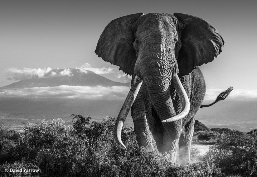 Africa, photo by David Yarrow