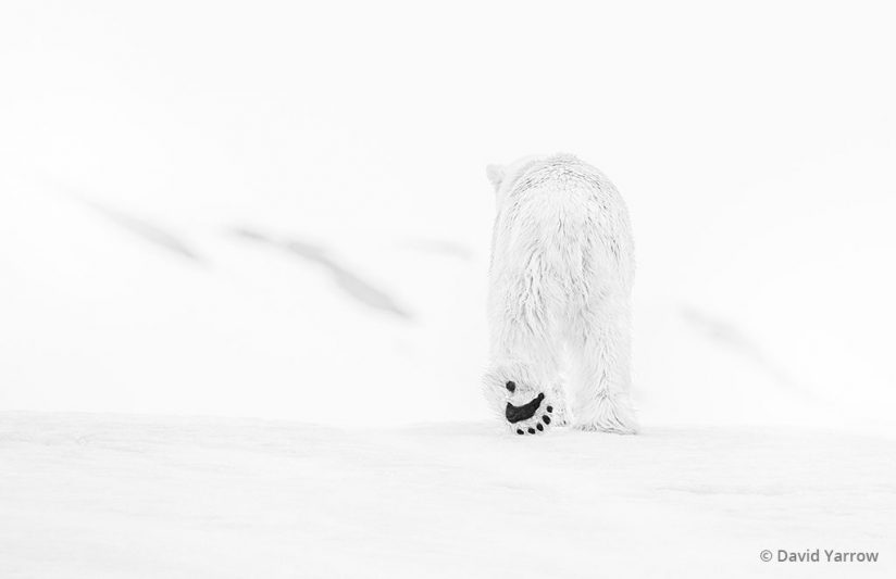 78 Degrees North, photo by David Yarrow