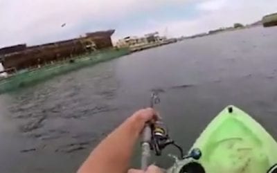 Kingfish Takes Kayaker for the Ride of His Life