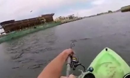 Kingfish Takes Kayaker for the Ride of His Life